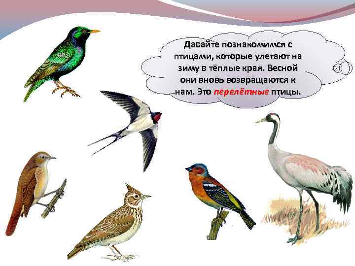 Давайте познакомимся с птицами, которые улетают на зиму в тёплые края. Весной они вновь