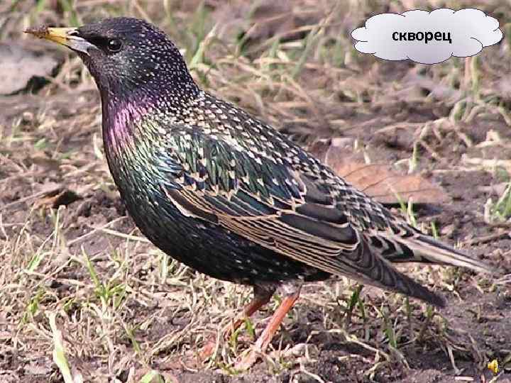 скворец 