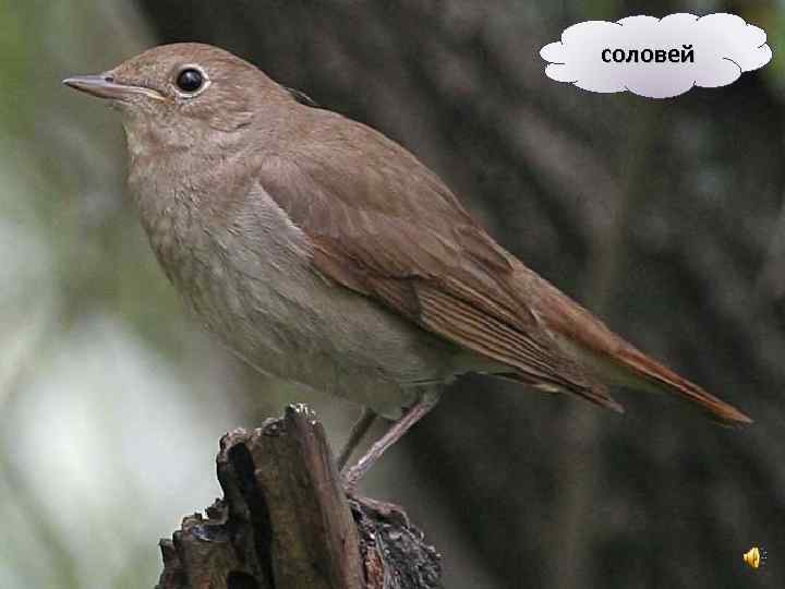 соловей 