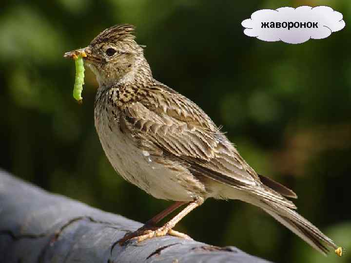 жаворонок 
