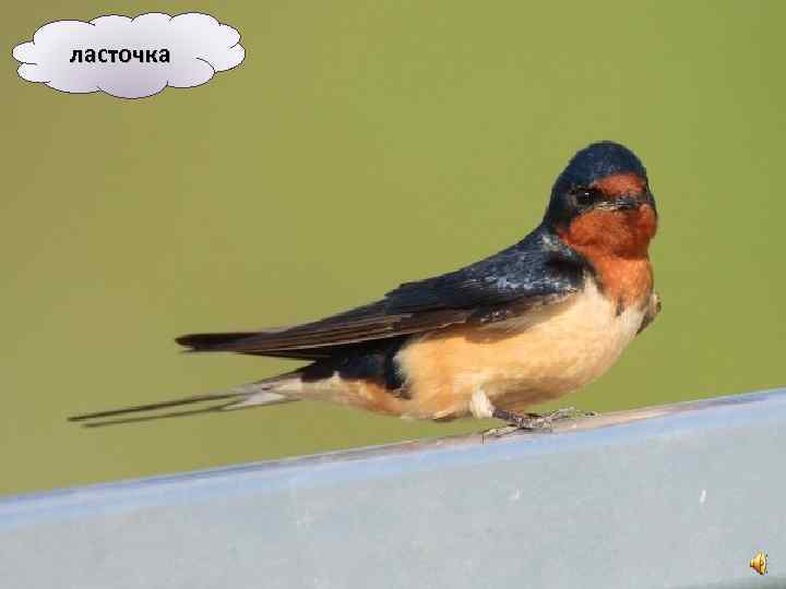 ласточка 