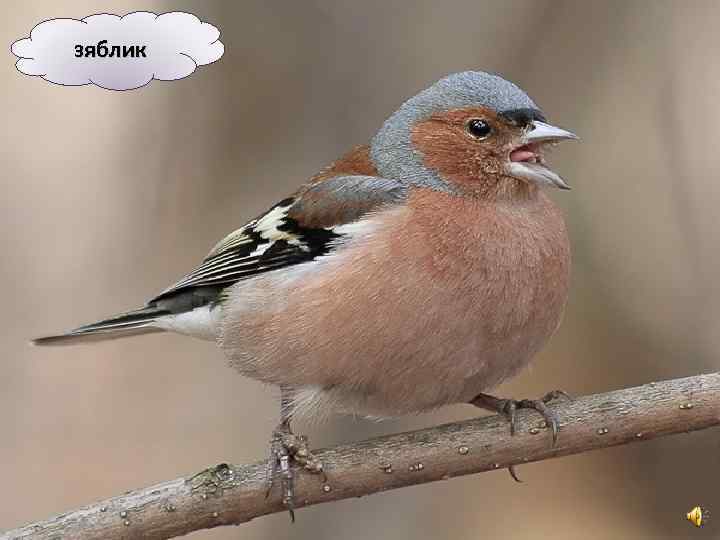 зяблик 