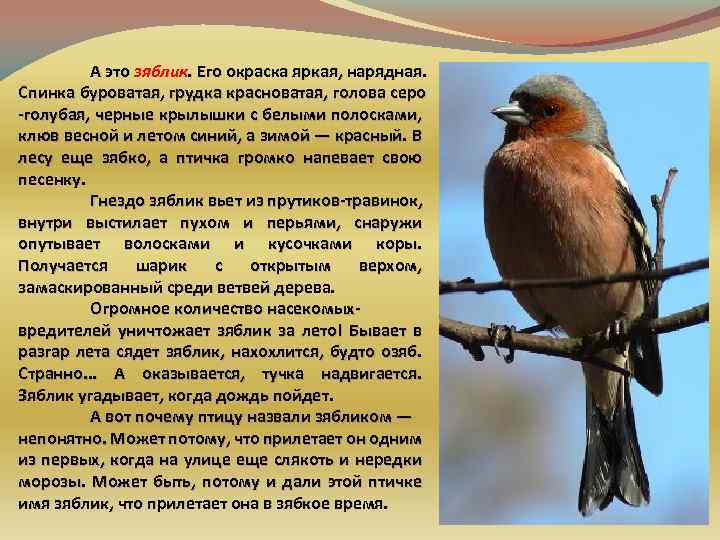 А это зяблик. Его окраска яркая, нарядная. Спинка буроватая, грудка красноватая, голова серо -голубая,