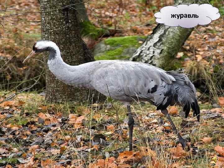 журавль 