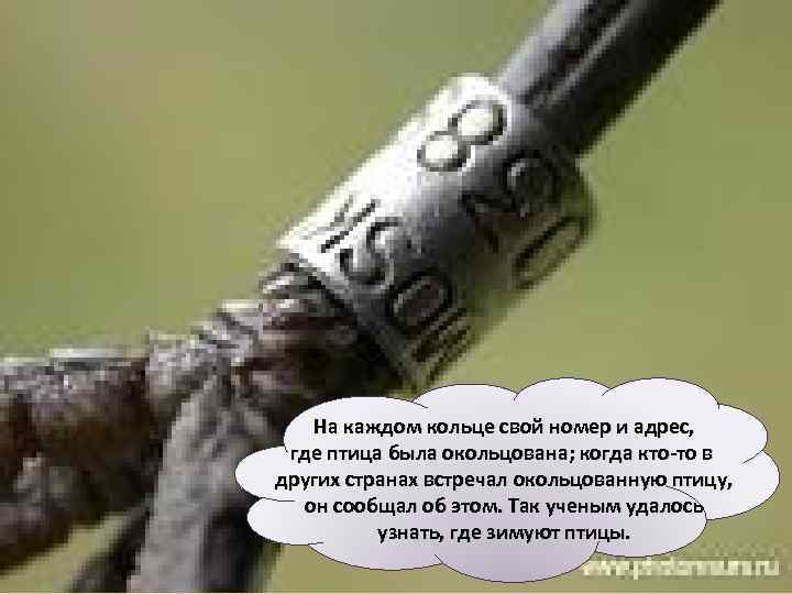 На каждом кольце свой номер и адрес, где птица была окольцована; когда кто-то в