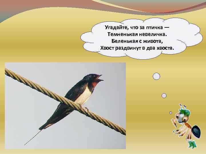 Угадайте, что за птичка — Темненькая невеличка. Беленькая с живота, Хвост раздвинут в два