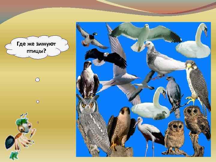 Где же зимуют птицы? 