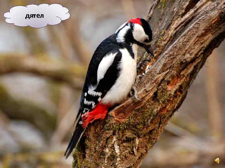 дятел 