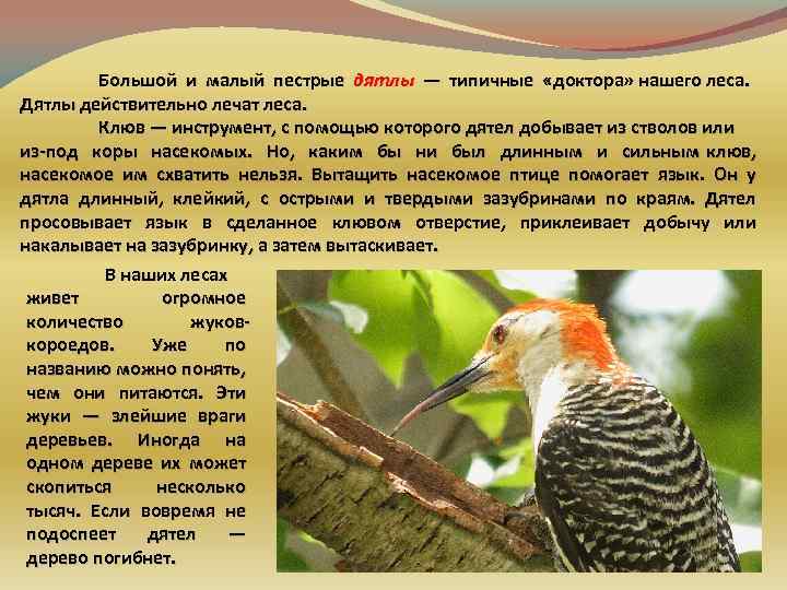 Большой и малый пестрые дятлы — типичные «доктора» нашего леса. Дятлы действительно лечат леса.