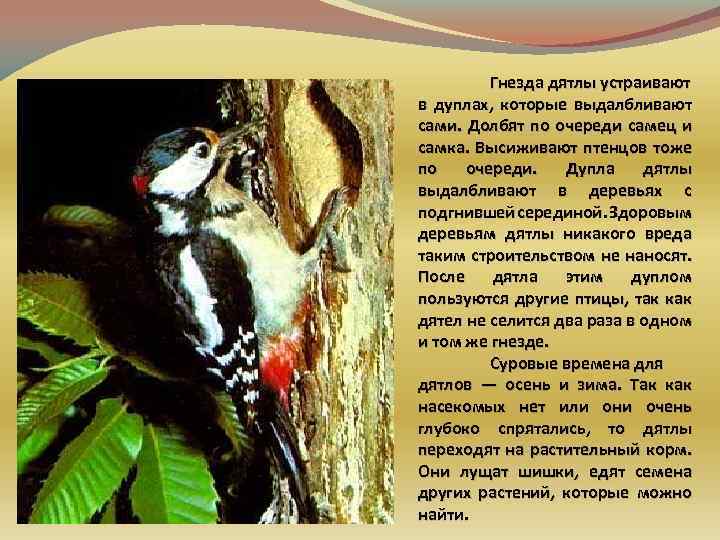 Гнезда дятлы устраивают в дуплах, которые выдалбливают сами. Долбят по очереди самец и самка.
