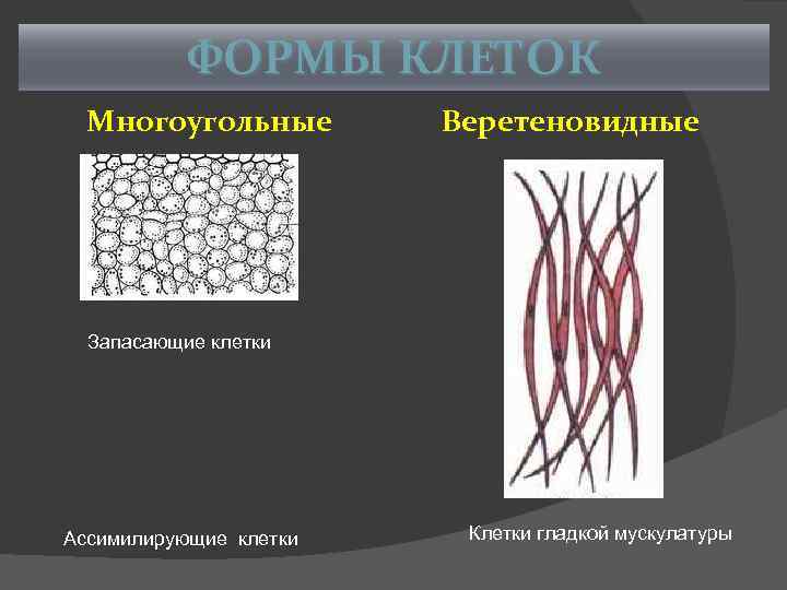 ФОРМЫ КЛЕТОК Многоугольные Веретеновидные Запасающие клетки Ассимилирующие клетки Клетки гладкой мускулатуры 