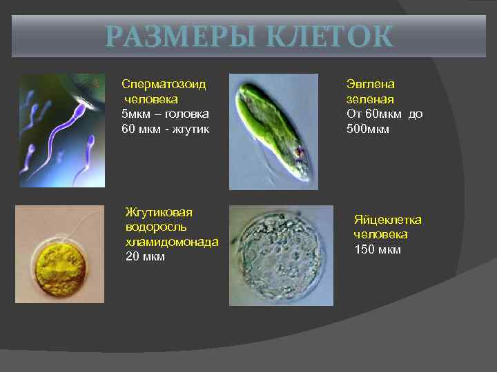 РАЗМЕРЫ КЛЕТОК Сперматозоид человека 5 мкм – головка 60 мкм - жгутик Жгутиковая водоросль