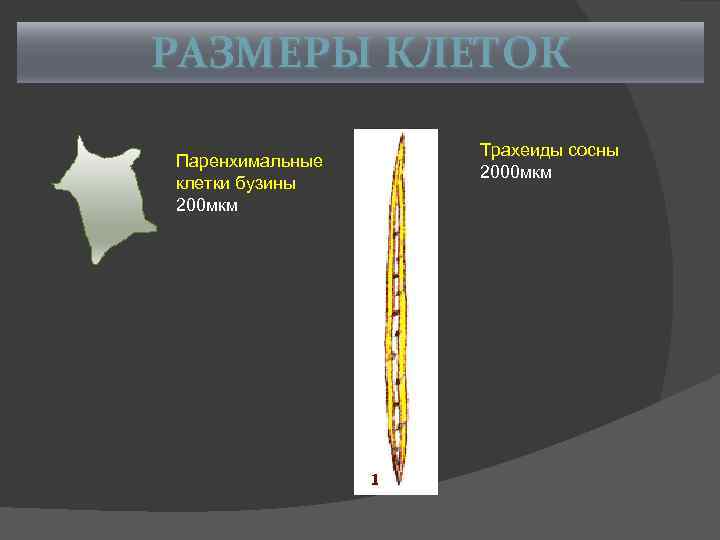 РАЗМЕРЫ КЛЕТОК Паренхимальные клетки бузины 200 мкм Трахеиды сосны 2000 мкм 