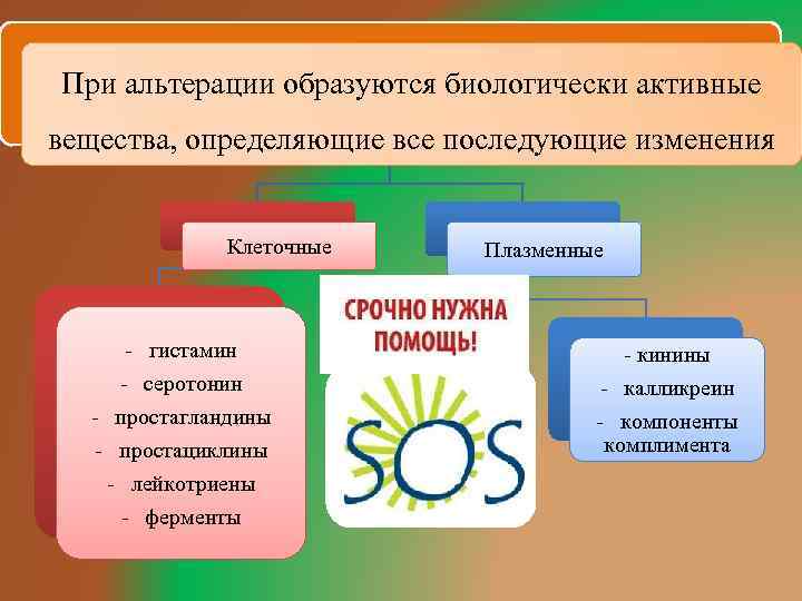 При альтерации образуются биологически активные вещества, определяющие все последующие изменения Клеточные - гистамин -