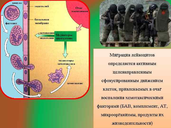 Миграция лейкоцитов определяется активным целенаправленным сфокусированным движением клеток, привлекаемых в очаг воспаления хемотаксическими факторами