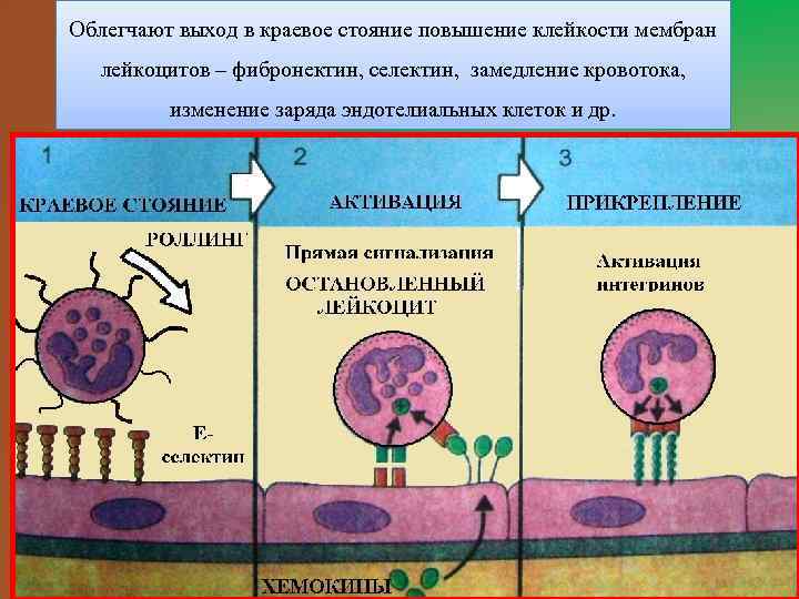 Облегчают выход в краевое стояние повышение клейкости мембран лейкоцитов – фибронектин, селектин, замедление кровотока,