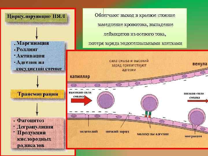 Облегчают выход в краевое стояние замедление кровотока, выпадение лейкоцитов из осевого тока, потеря заряда