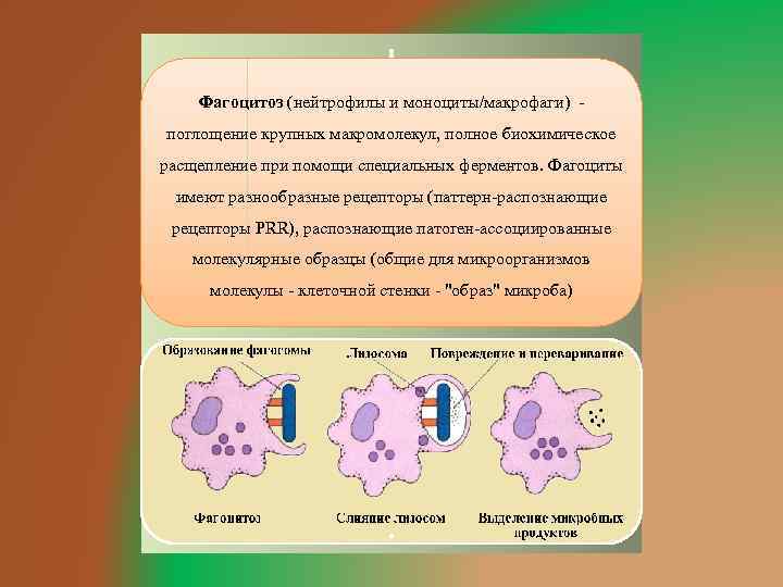 Активность макрофагов. Особенности фагоцитоза макрофагов. Фагоцитоз нейтрофилов и макрофагов. Фагоциты нейтрофилы. Фагоцитоз бактерий нейтрофилами.