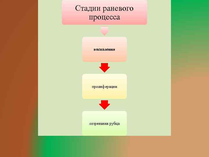 Стадии раневого процесса воспаления пролиферации созревания рубца 