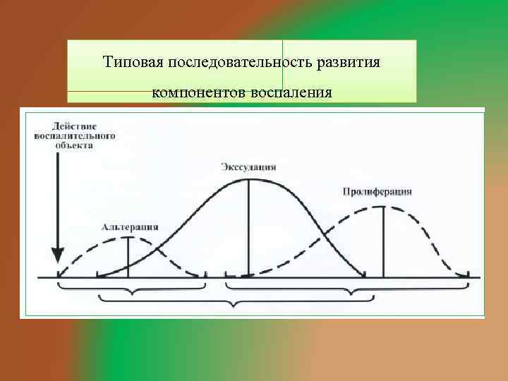 Типовая последовательность развития компонентов воспаления 