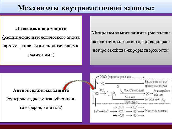 Механизмы внутриклеточной защиты: Лизосомальная защита (расщепление патологического агента протео-, липо- и амилолитическими ферментами) Антиоксидантная