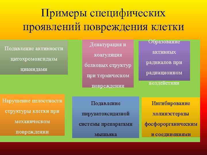 Примеры специфических проявлений повреждения клетки цитохромоксидазы цианидами Образование коагуляция активных белковых структур радикалов при