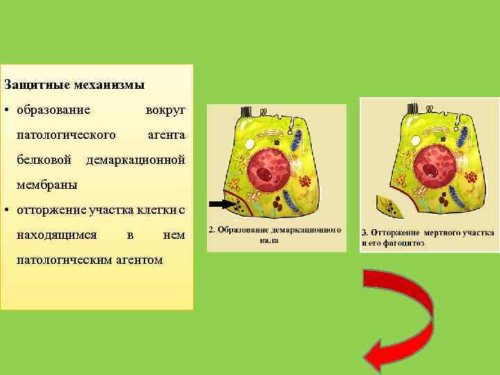 Защитные механизмы • образование вокруг патологического белковой агента демаркационной. мембраны • отторжение участка клетки