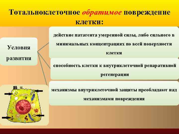 Тотальноклеточное обратимое повреждение клетки: действие патагента умеренной силы, либо сильного в Условия развития минимальных