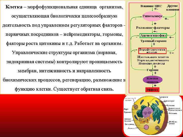 Клетка – морфофункциональная единица организма, осуществляющая биологически целесообразную деятельность под управлением регуляторных факторов –