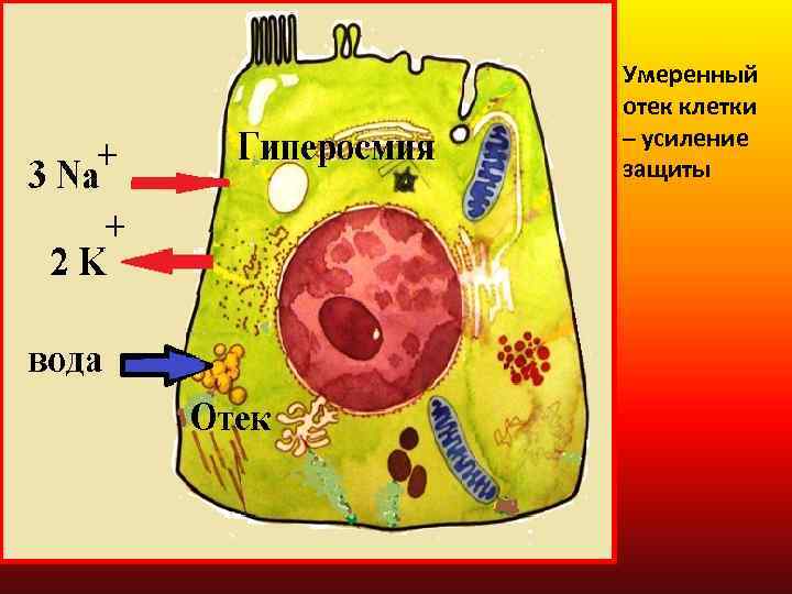 Умеренный отек клетки – усиление защиты 