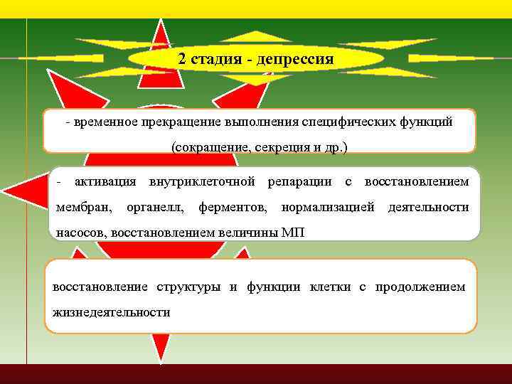 2 стадия - депрессия - временное прекращение выполнения специфических функций (сокращение, секреция и др.