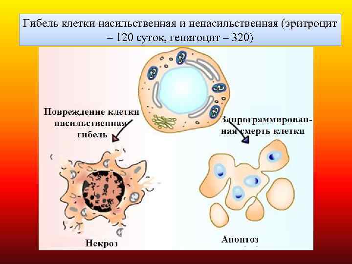 Гибель клеток это