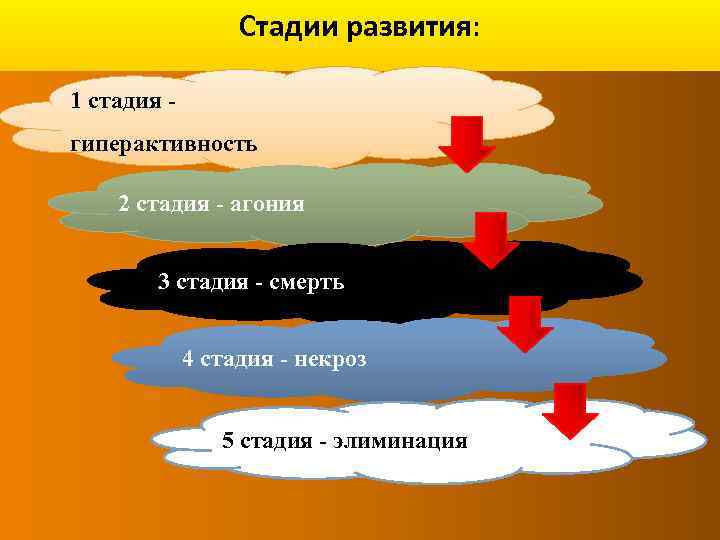 Стадии развития: 1 стадия гиперактивность 2 стадия - агония 3 стадия - смерть 4