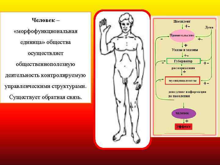 Человек – «морфофункциональная единица» общества осуществляет общественнополезную деятельность контролируемую управленческими структурами. Существует обратная связь.