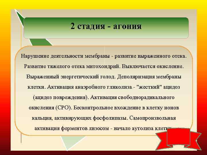 2 стадия - агония Нарушение деятельности мембраны - развитие выраженного отека. Развитие тяжелого отека