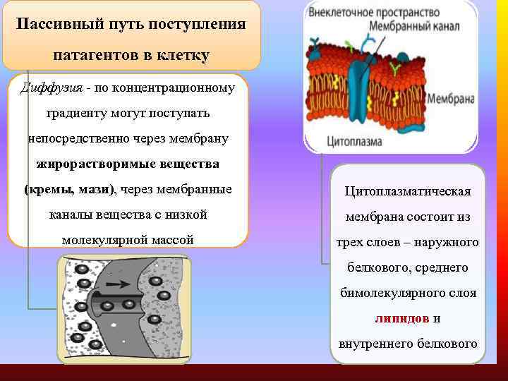 Пассивный путь поступления патагентов в клетку Диффузия - по концентрационному градиенту могут поступать непосредственно