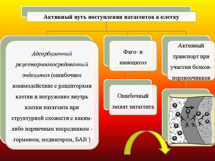 Активный путь поступления патагентов в клетку Адсорбционный Фаго- и рецепторноопосредованный пиноцитоз эндоцитоз (ошибочное клетки