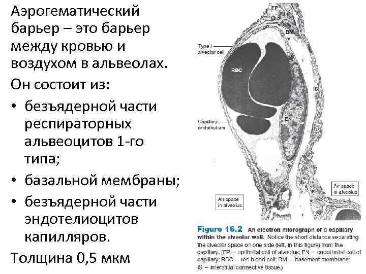 Аэрогематический барьер презентация