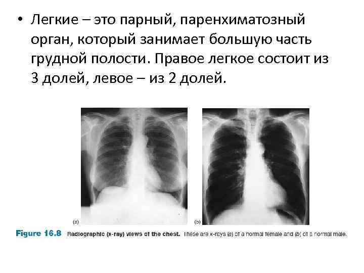  • Легкие – это парный, паренхиматозный орган, который занимает большую часть грудной полости.