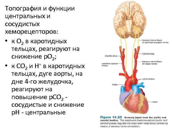 Хеморецепторов дуги аорты