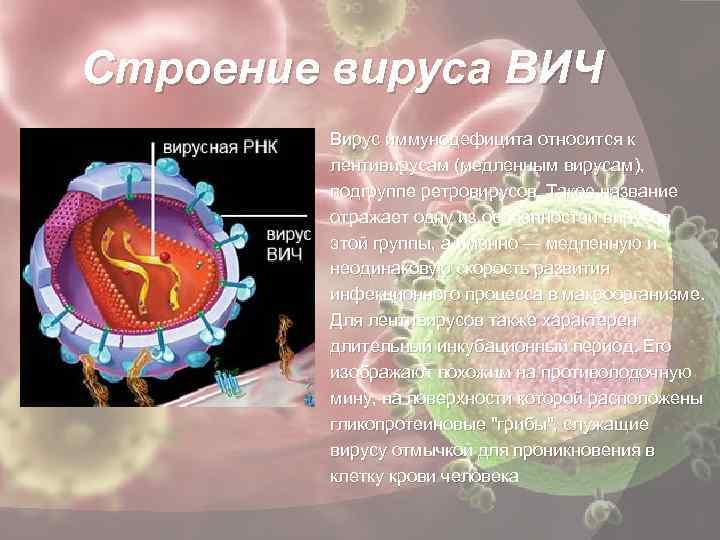 Строение вируса ВИЧ Вирус иммунодефицита относится к лентивирусам (медленным вирусам), подгруппе ретровирусов. Такое название