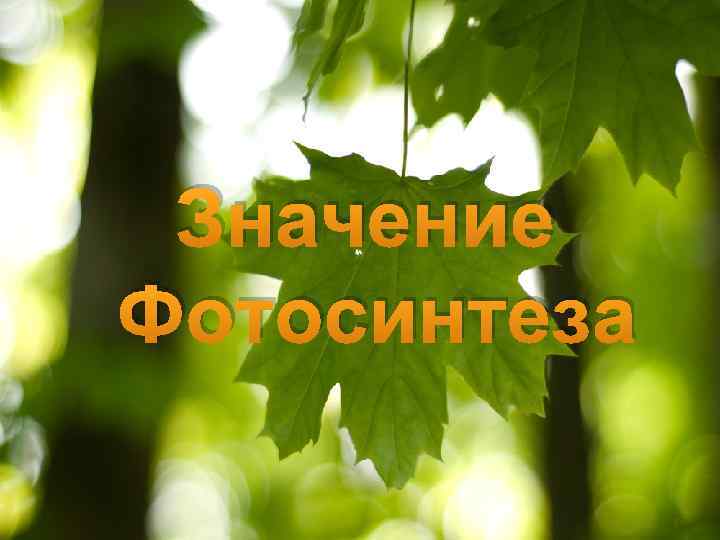 Значение Фотосинтеза 