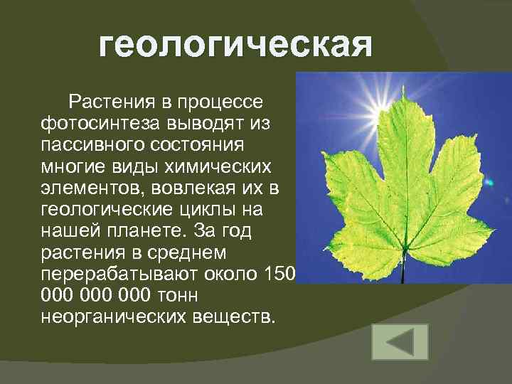 геологическая Растения в процессе фотосинтеза выводят из пассивного состояния многие виды химических элементов, вовлекая