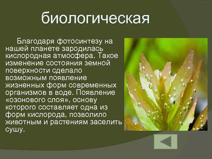 биологическая Благодаря фотосинтезу на нашей планете зародилась кислородная атмосфера. Такое изменение состояния земной поверхности