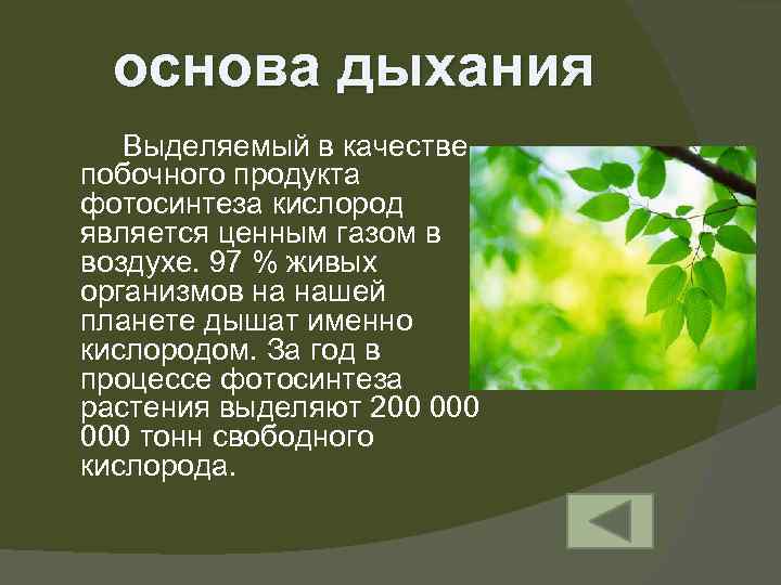 основа дыхания Выделяемый в качестве побочного продукта фотосинтеза кислород является ценным газом в воздухе.