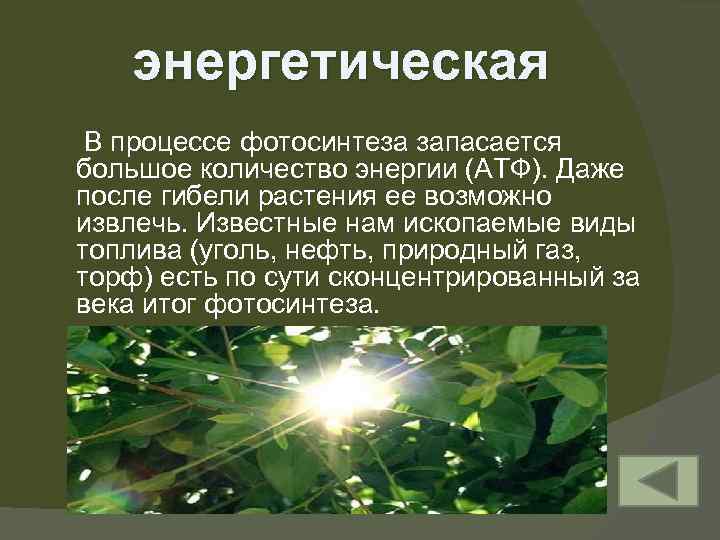 энергетическая В процессе фотосинтеза запасается большое количество энергии (АТФ). Даже после гибели растения ее