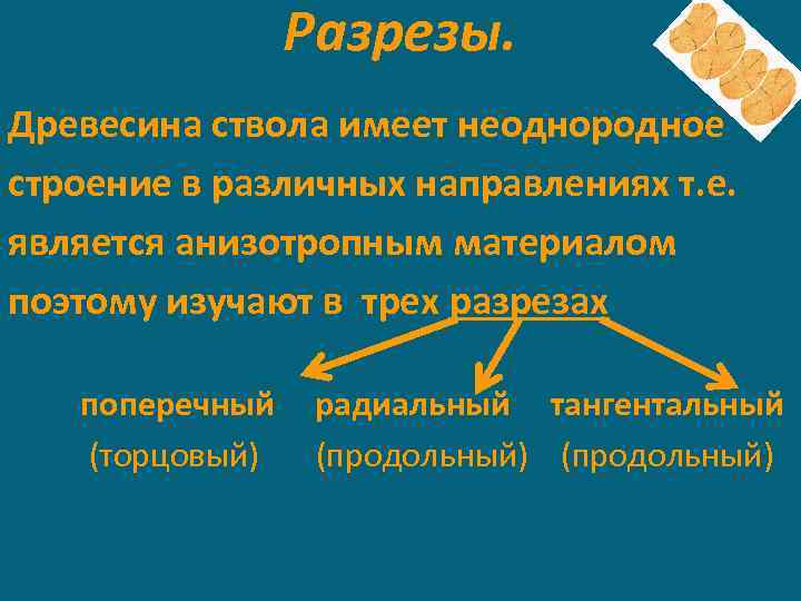 Разрезы. Древесина ствола имеет неоднородное строение в различных направлениях т. е. является анизотропным материалом