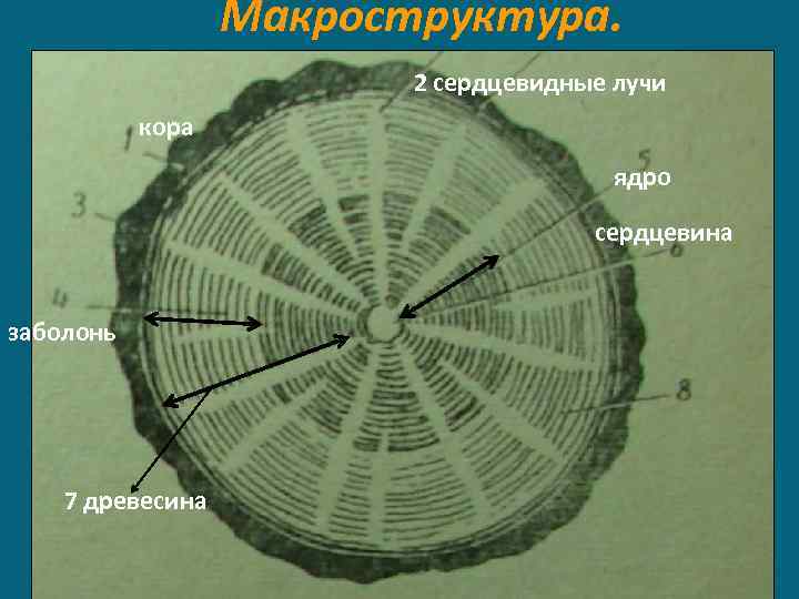 Сердцевина лучи