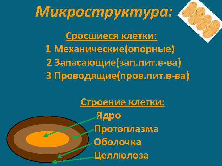 Микроструктура: Сросшиеся клетки: 1 Механические(опорные) 2 Запасающие(зап. пит. в-ва) 3 Проводящие(пров. пит. в-ва) Строение