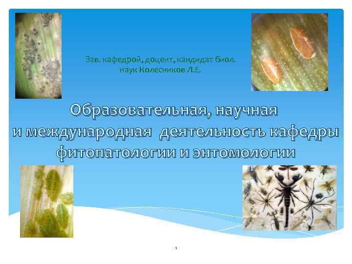 Зав. кафедрой, доцент, кандидат биол. наук Колесников Л. Е. Образовательная, научная и международная деятельность